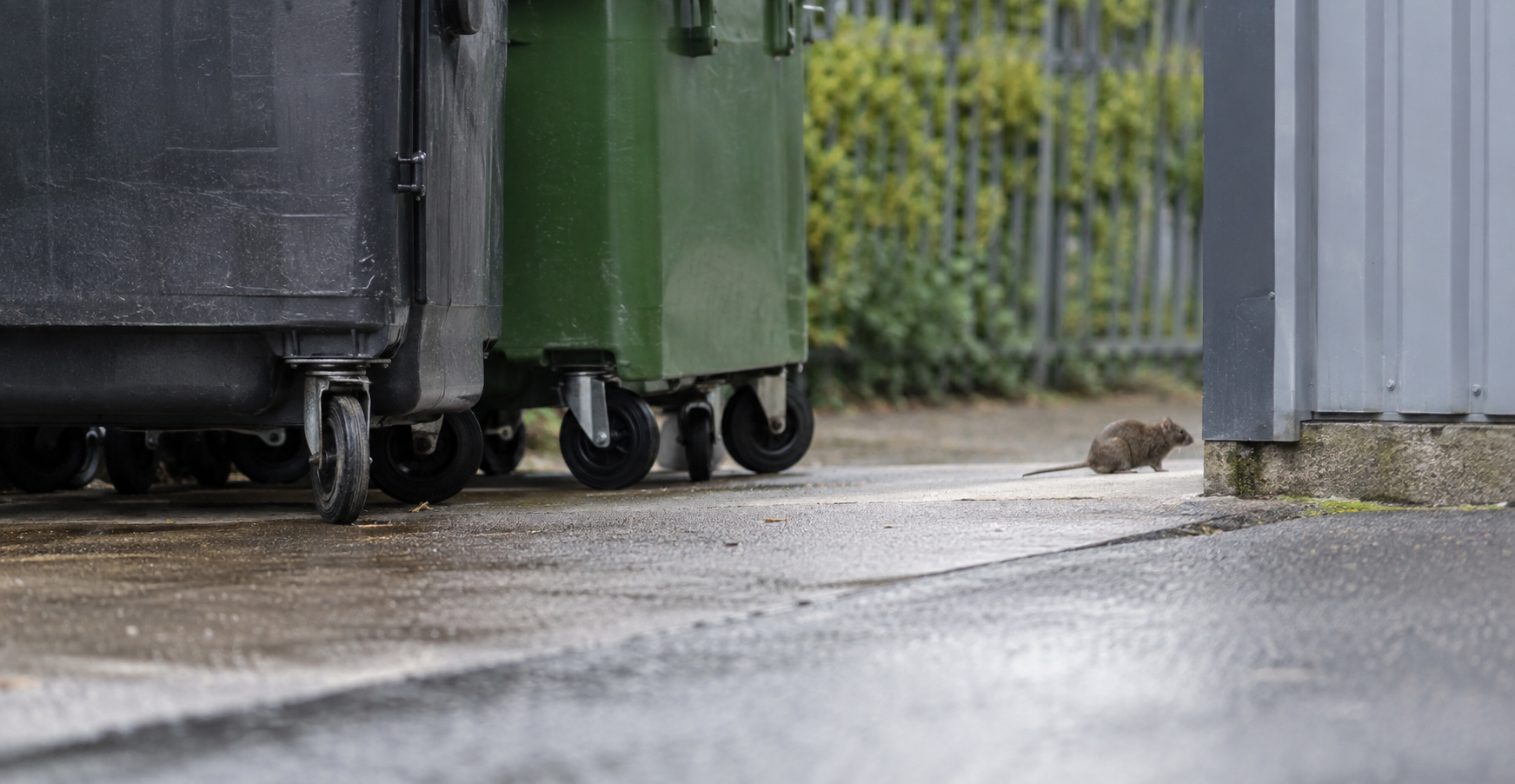 Rat near a commercial waste and loading area