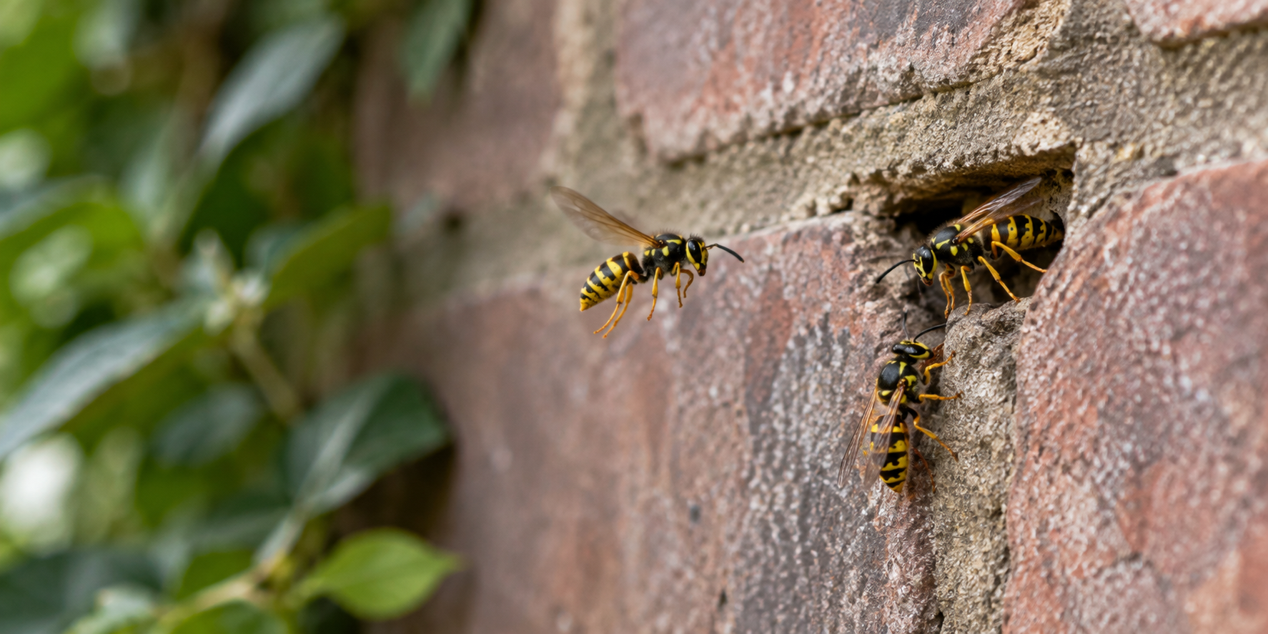 Wasps entering a nest opening in brickwork